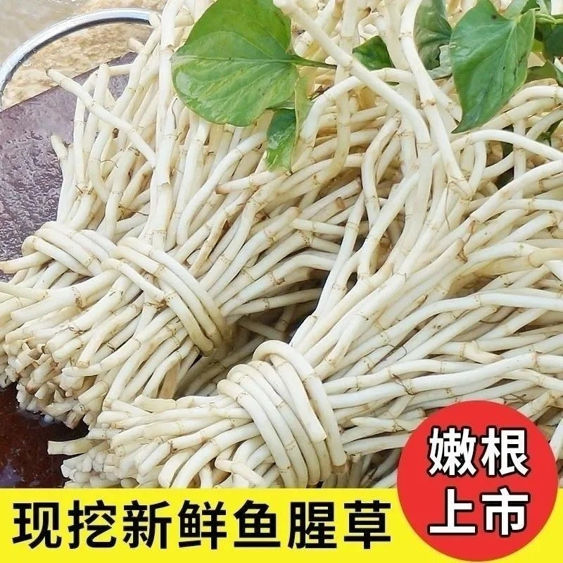 【产地直发】湖北宜昌新鲜鱼腥草折耳根现挖现发农家蔬菜嫩根节节根