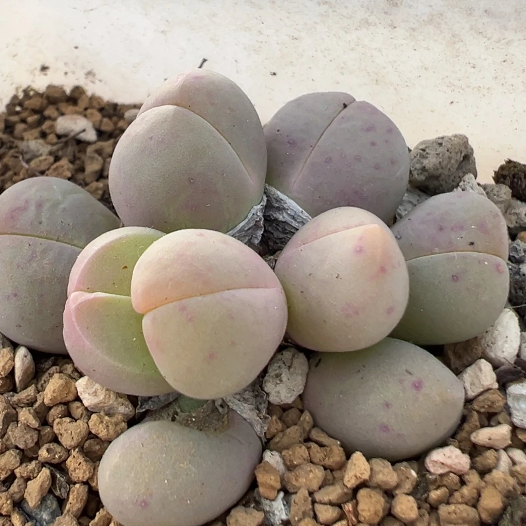 68多肉植物百科植物