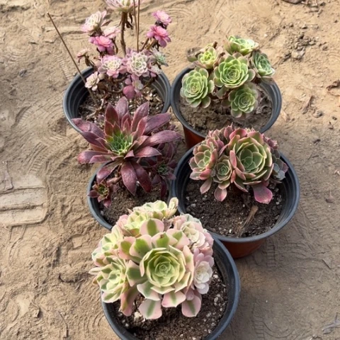 851多肉植物组合，