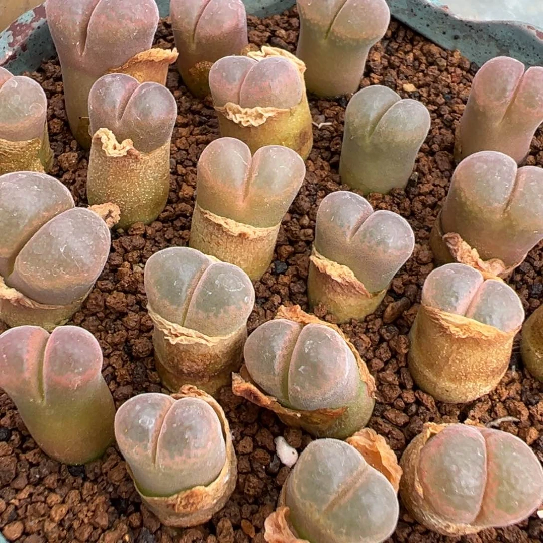 量拍c10风铃一颗。多肉