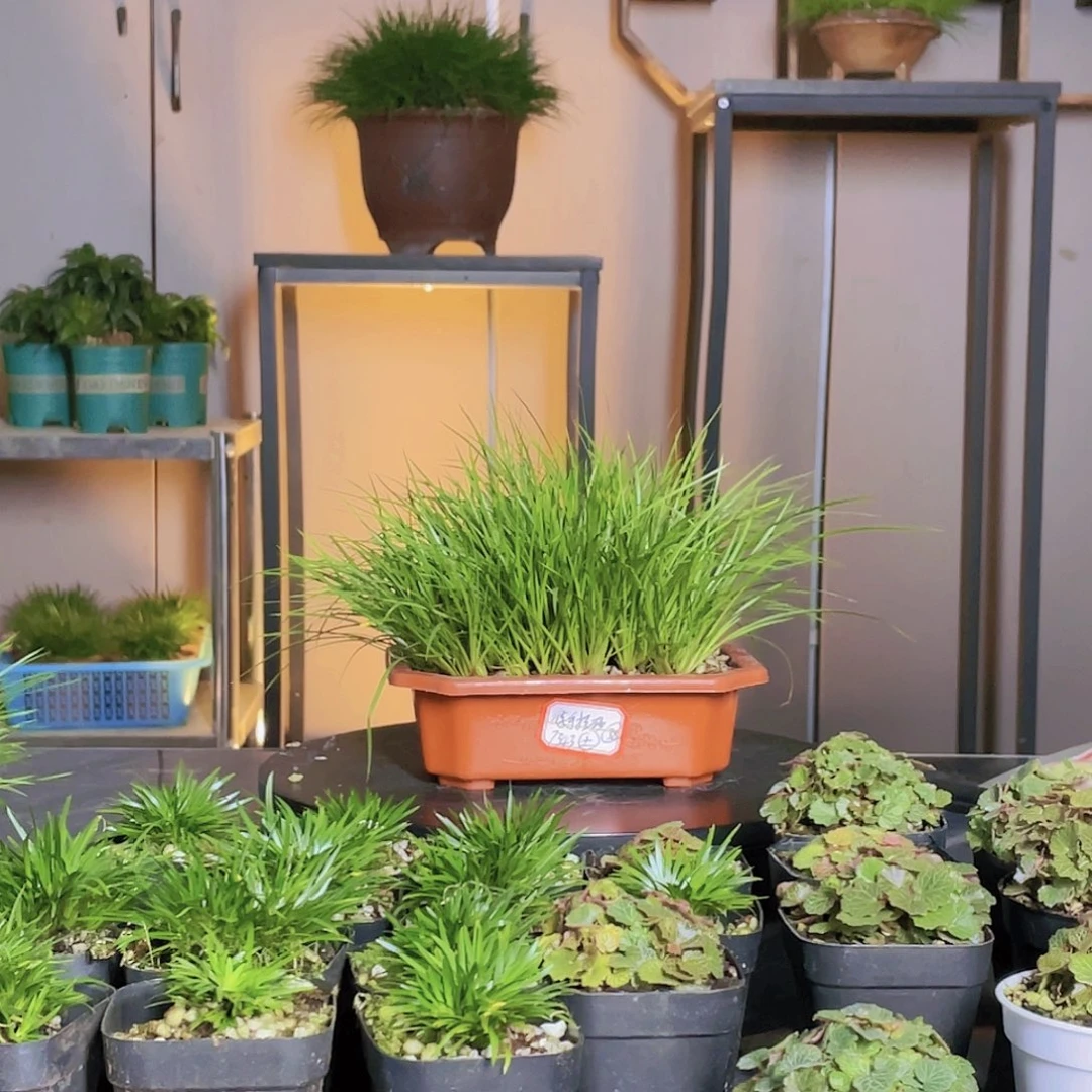 【闪购商品】不开花植物
