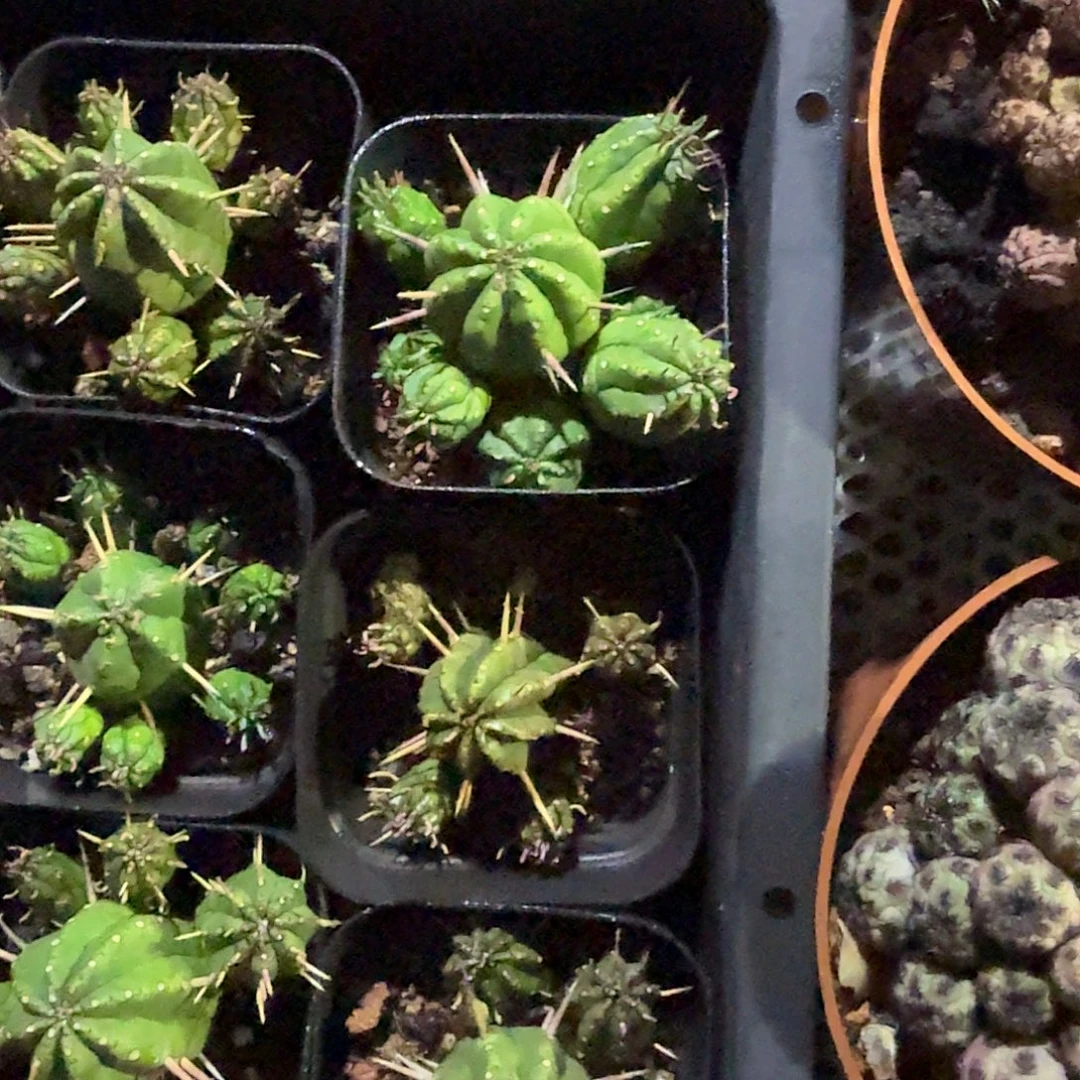 彩格多肉植物精品