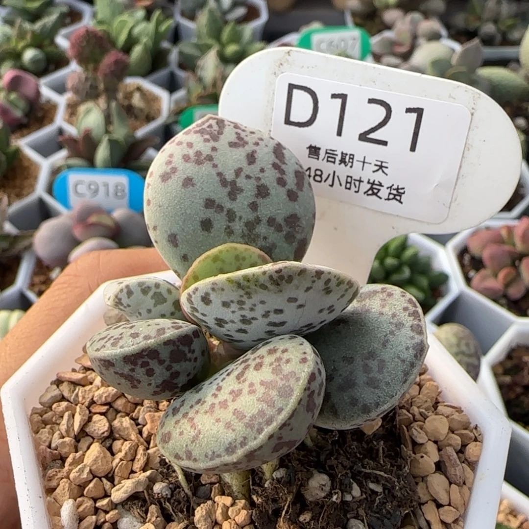 花蛋。        121。