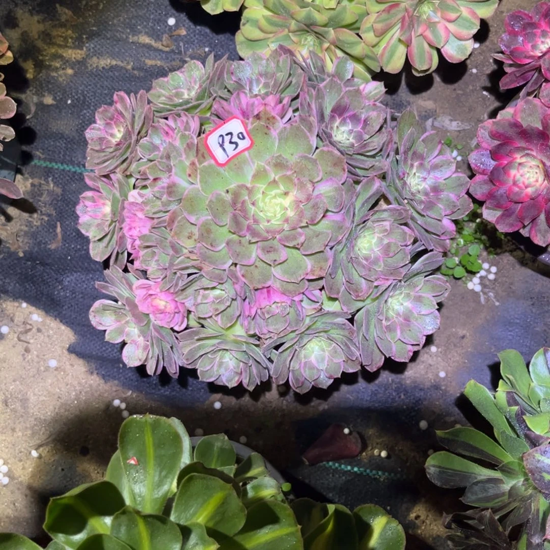 930多肉植物高贵法师