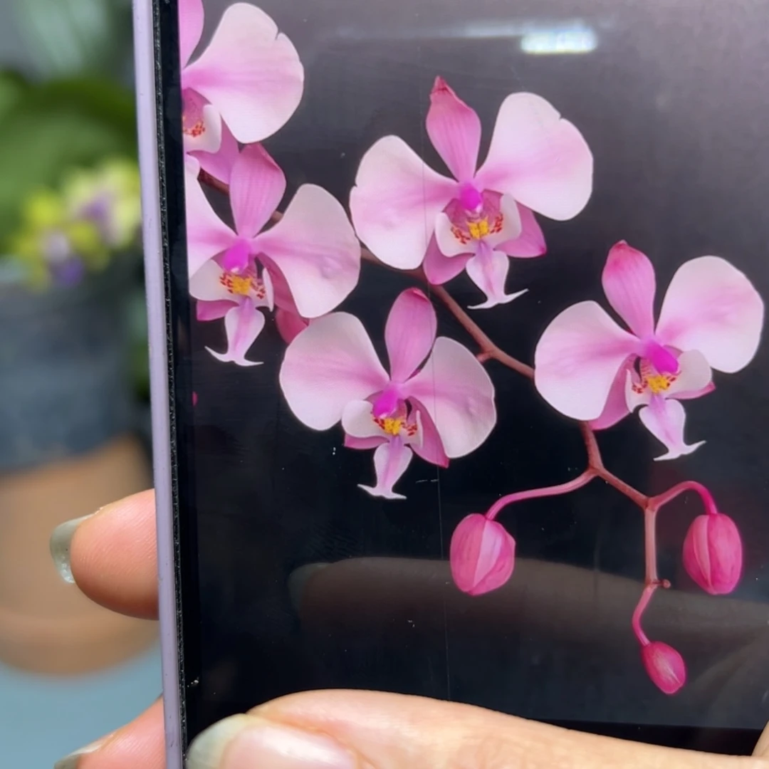 当前无花栽培后可以开花101西蕾丽分生