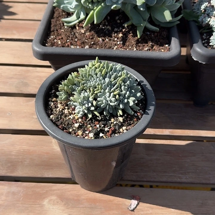 小帕仙女杯一物一拍