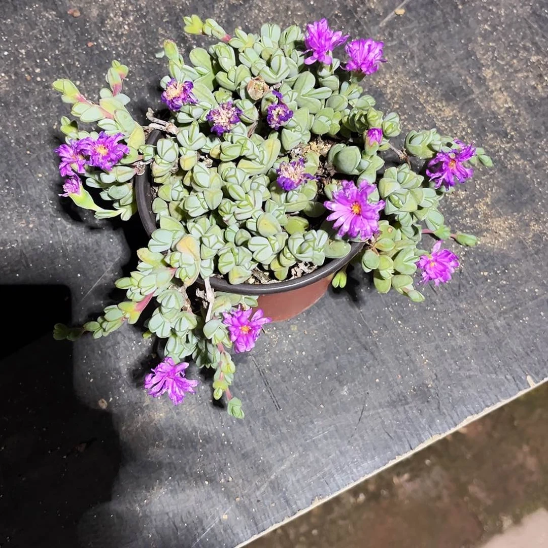 郭*162多肉植物提取草场上