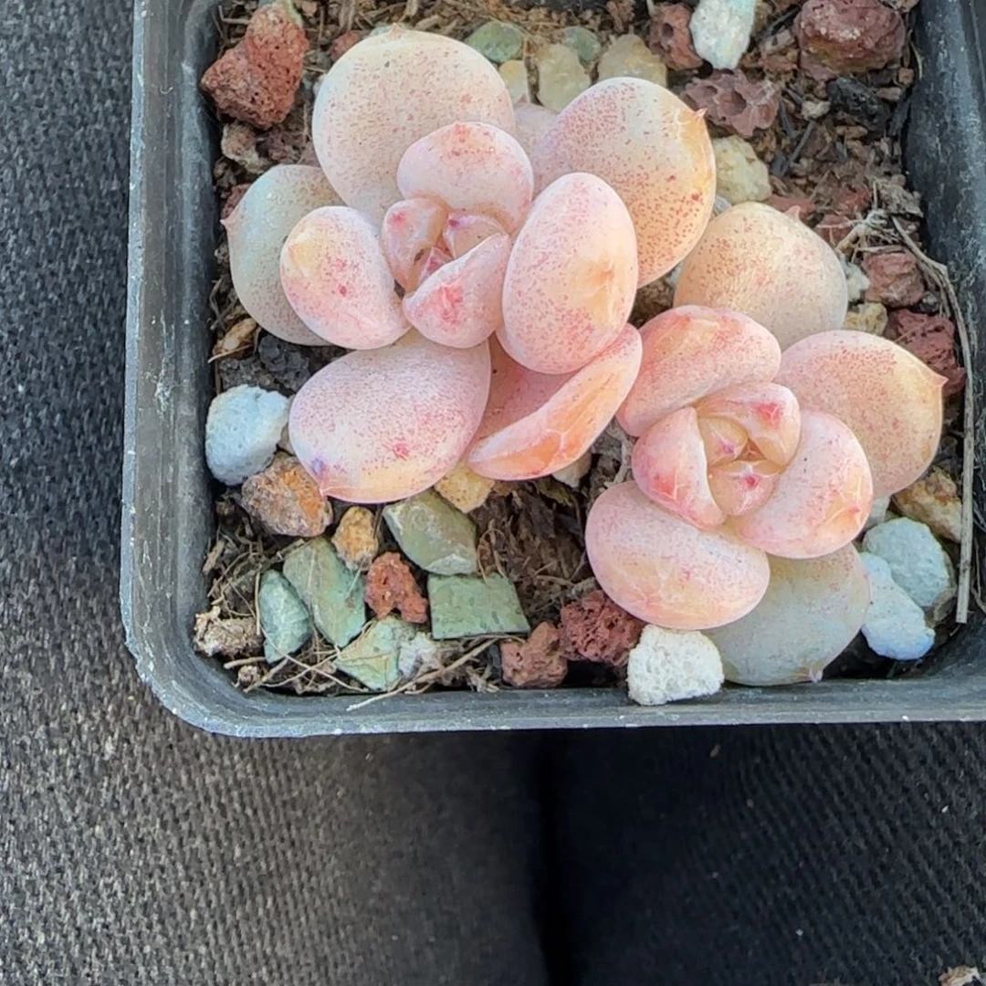 小卡拉米糖心一物一拍