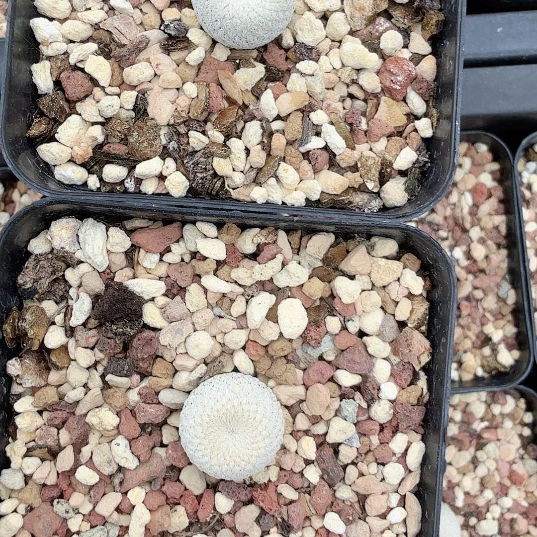 实生小人帽两颗带盆发货