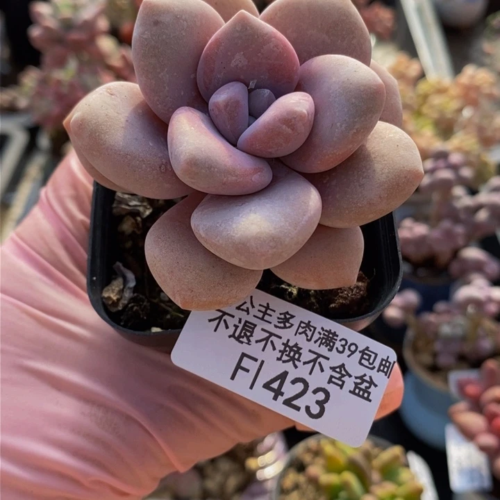 桃霜单头423多肉植物