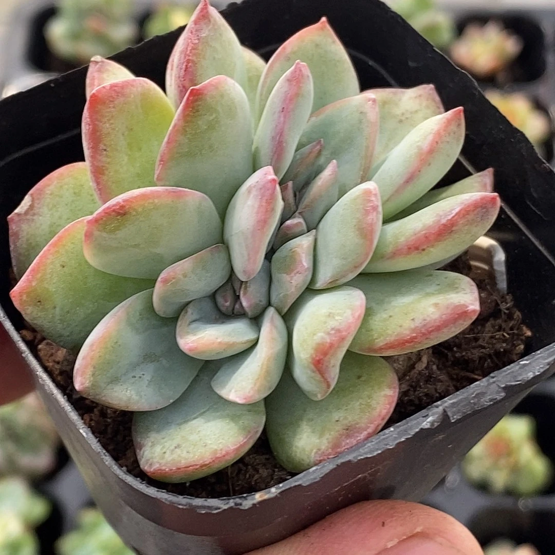 泡芙朵朵多肉植物