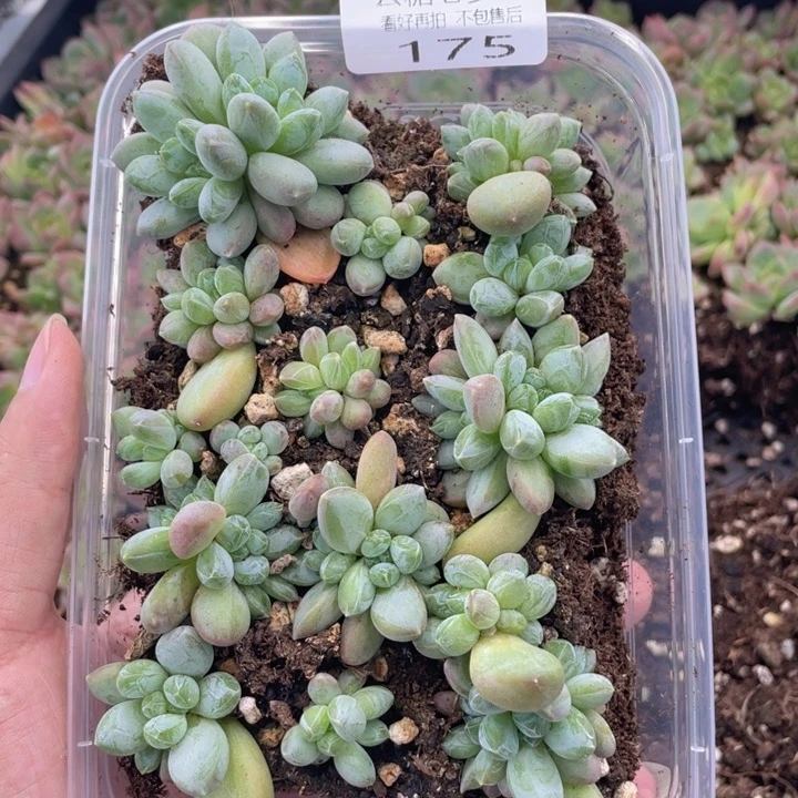 云糖心多肉植物175