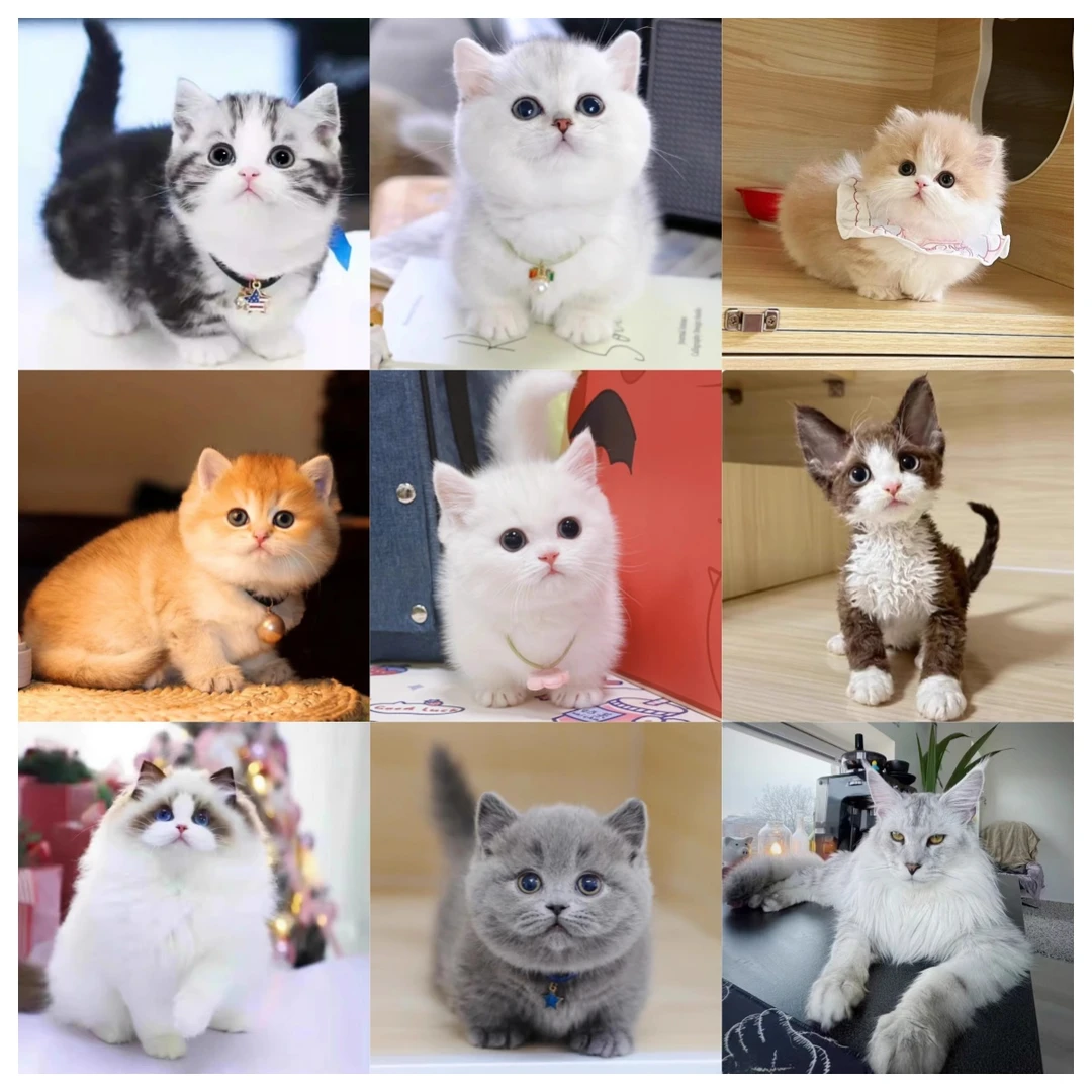 【【惠宠萌猫咪】】★全品种★小布偶猫★渐层★蓝白猫★纯白猫★ 英短