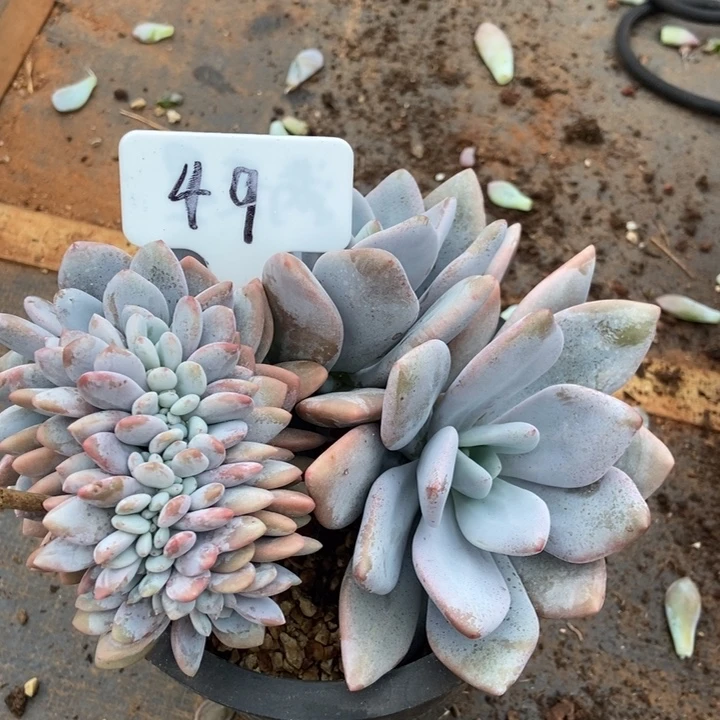 49。     粉兔缀。