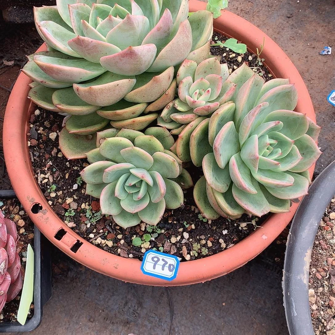 970凤杂 一物一拍多肉