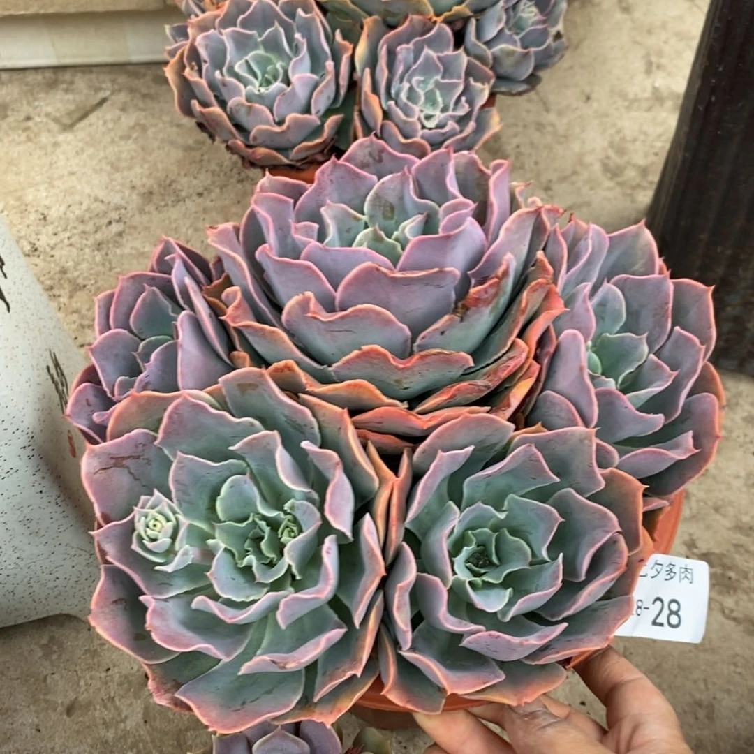 落**?小七夕多肉原始晨光28