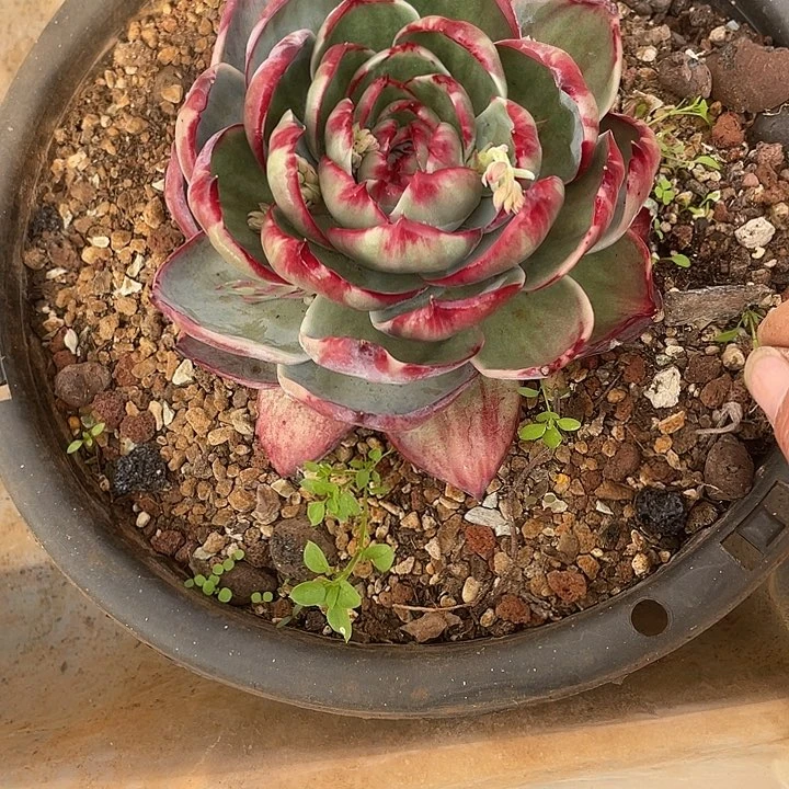 惊鸿仙子多肉植物6801