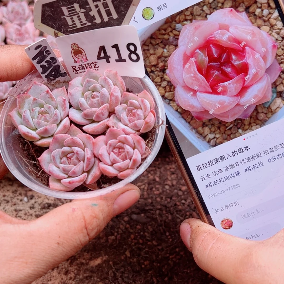 多肉植物多肉植物