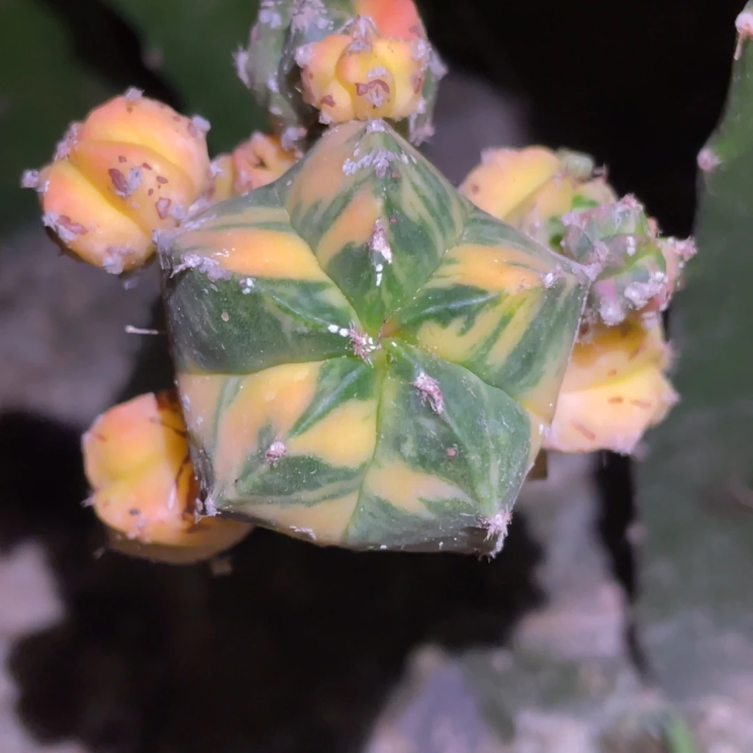 全部花朵拉丝纹锦 群体鸾锦