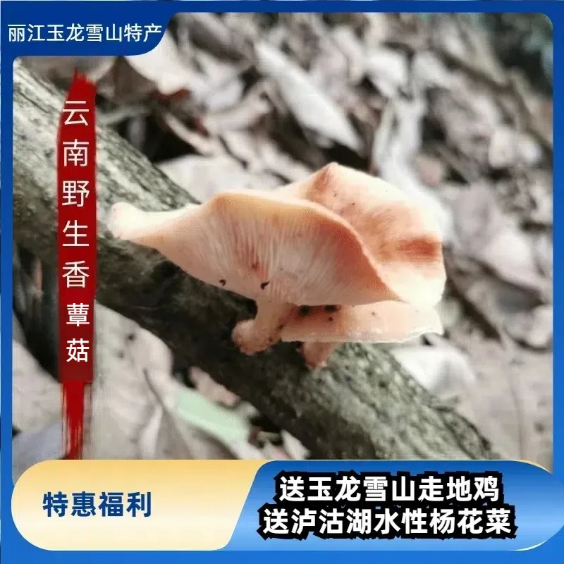 【送土鸡+腊排骨】云南雪山野生香菌 野生菌鲜货