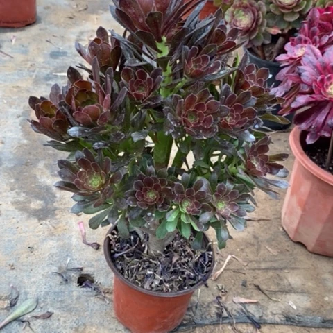 灰法52多肉植物法师法师