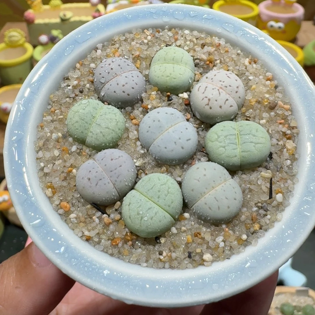 蘑菇1039大白彩拼多肉植物