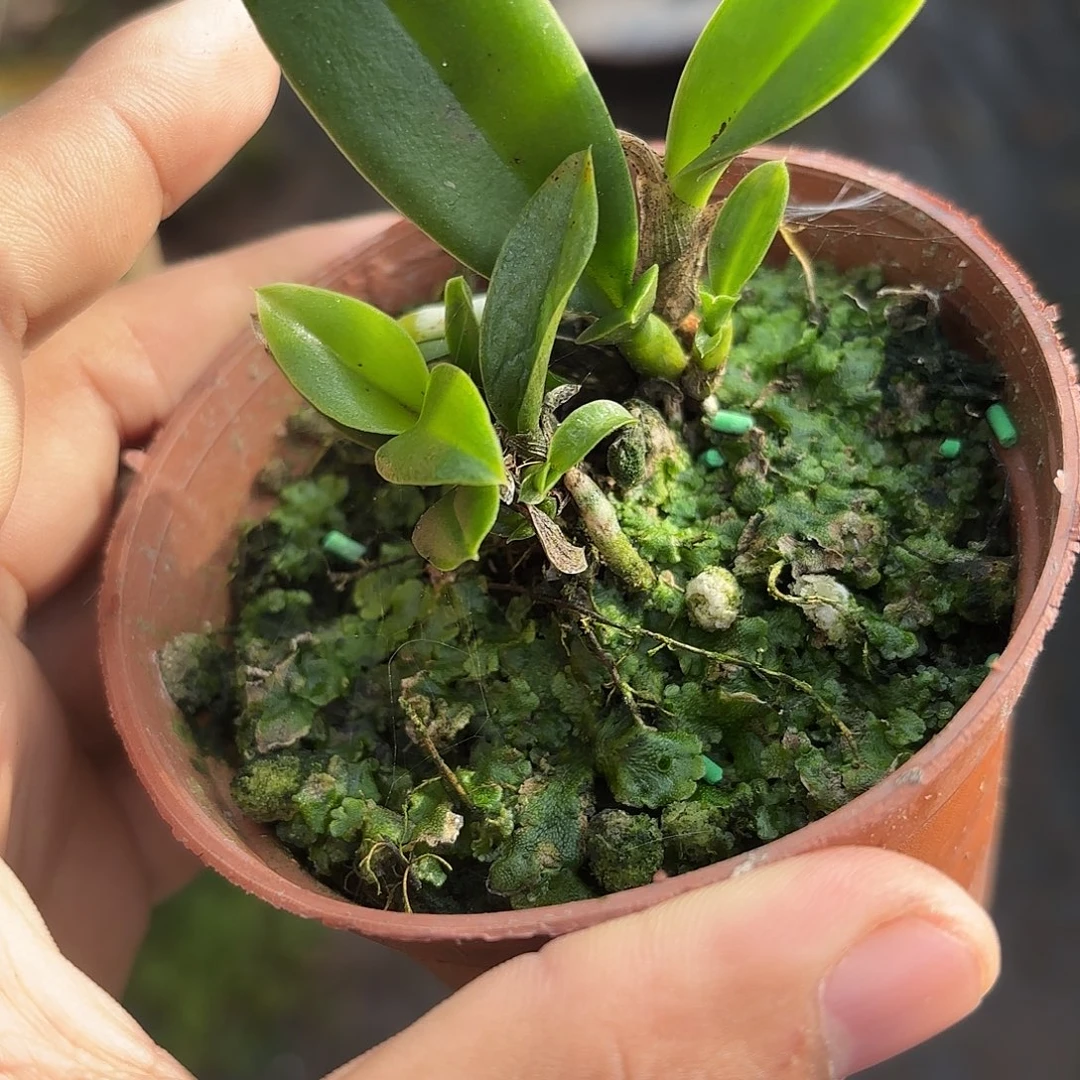 完全开放乔安娜卡特兰