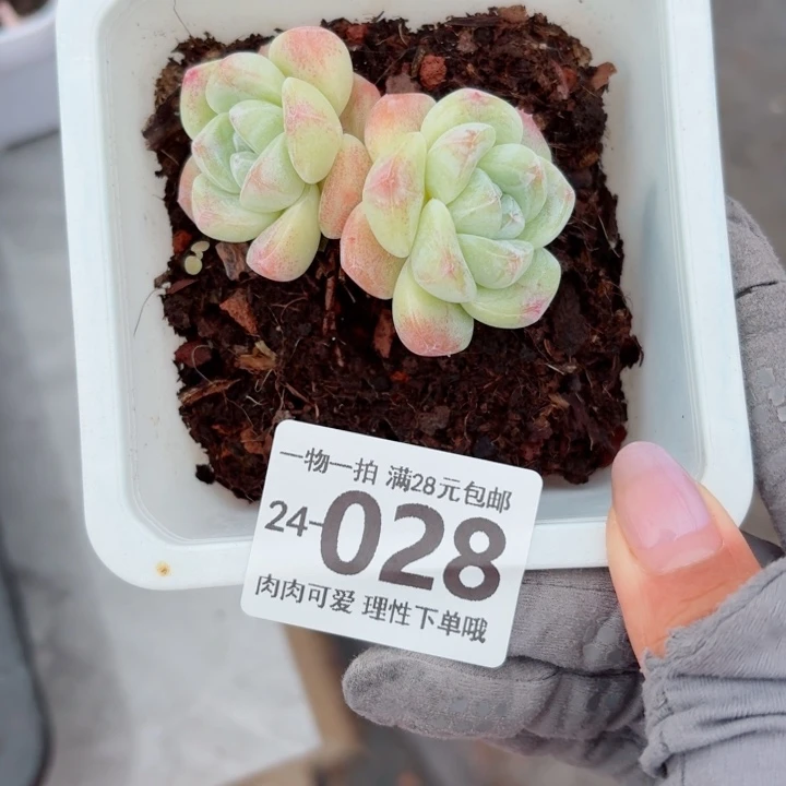 冰玉无盆土发货无盆土