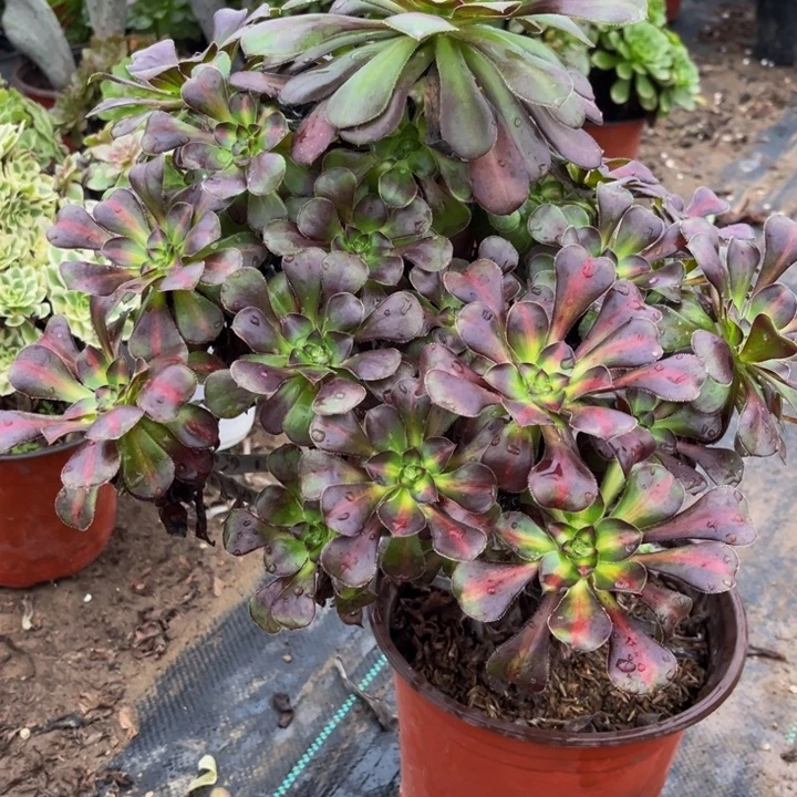 260晚霞多肉法师不包断枝