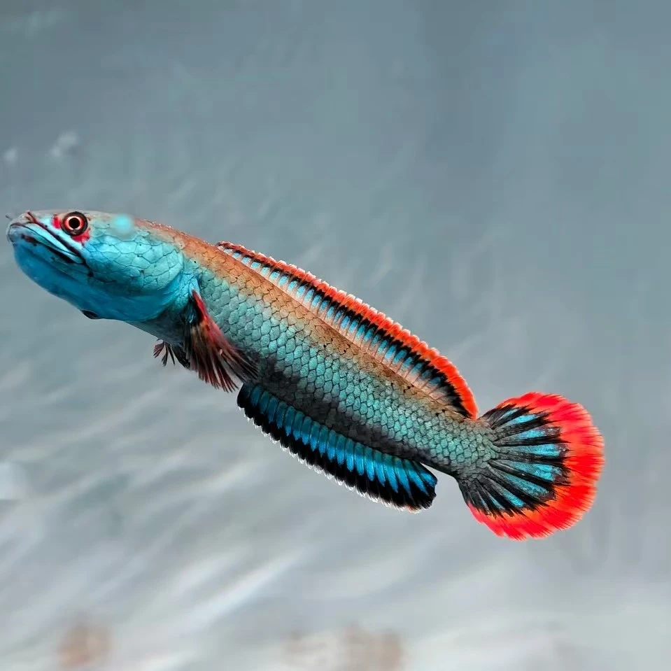 血斑一型雷龙观赏鱼凶猛耐活适合水族养殖