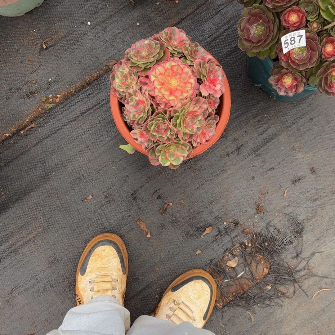 快***5玉芙蓉脱土发货587