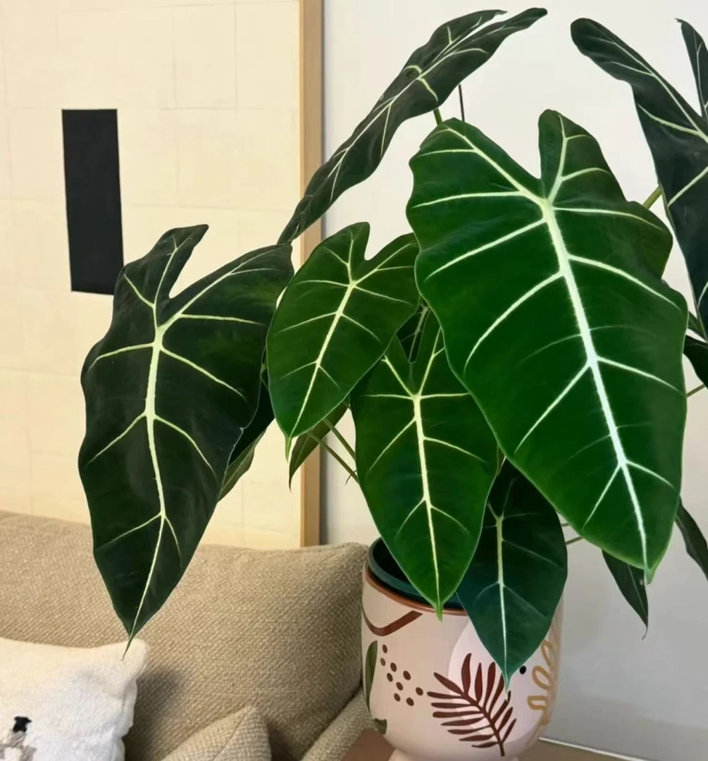 【李先生】（福利款双颗！绿鹅绒海芋）室内观赏绿植颜值超高