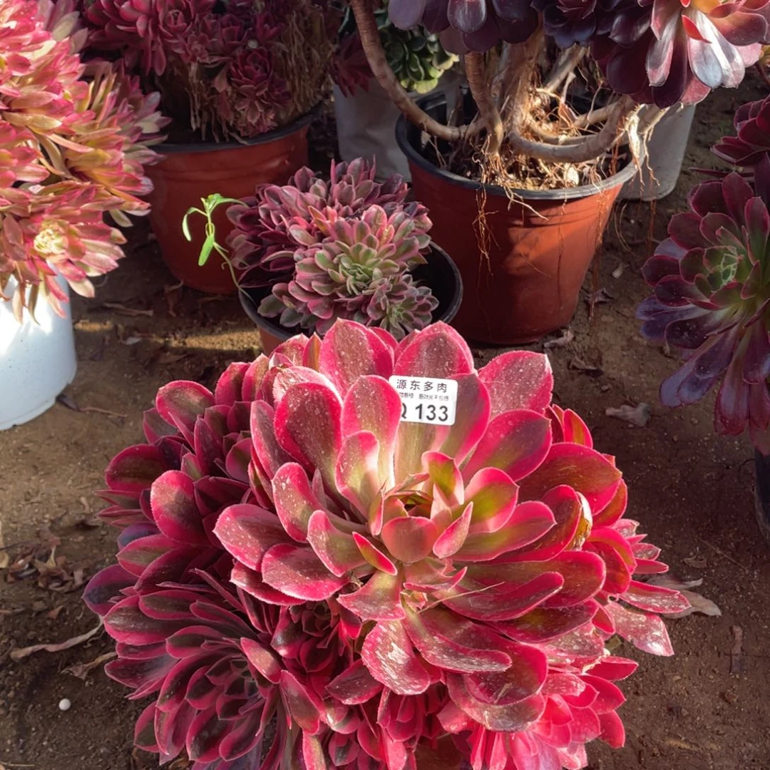 133粉女巫多肉法师断枝不包