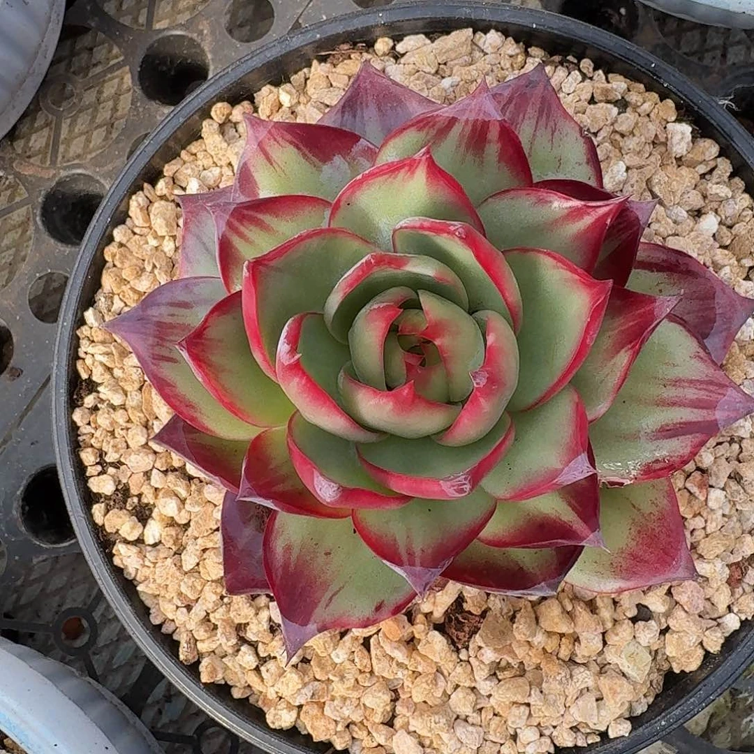 外翻3角立叶惊鸿仙子