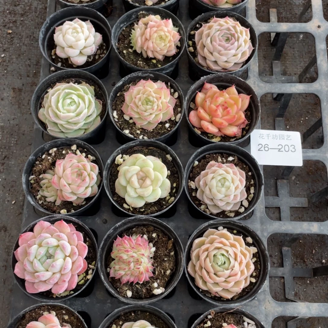 一物一拍18棵26-203