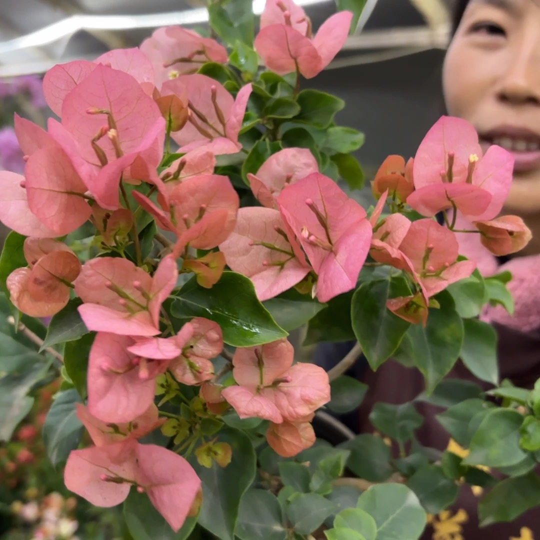 全部花苞（绿叶台湾姑娘）三角梅会落花落叶会光杆苗有大有小