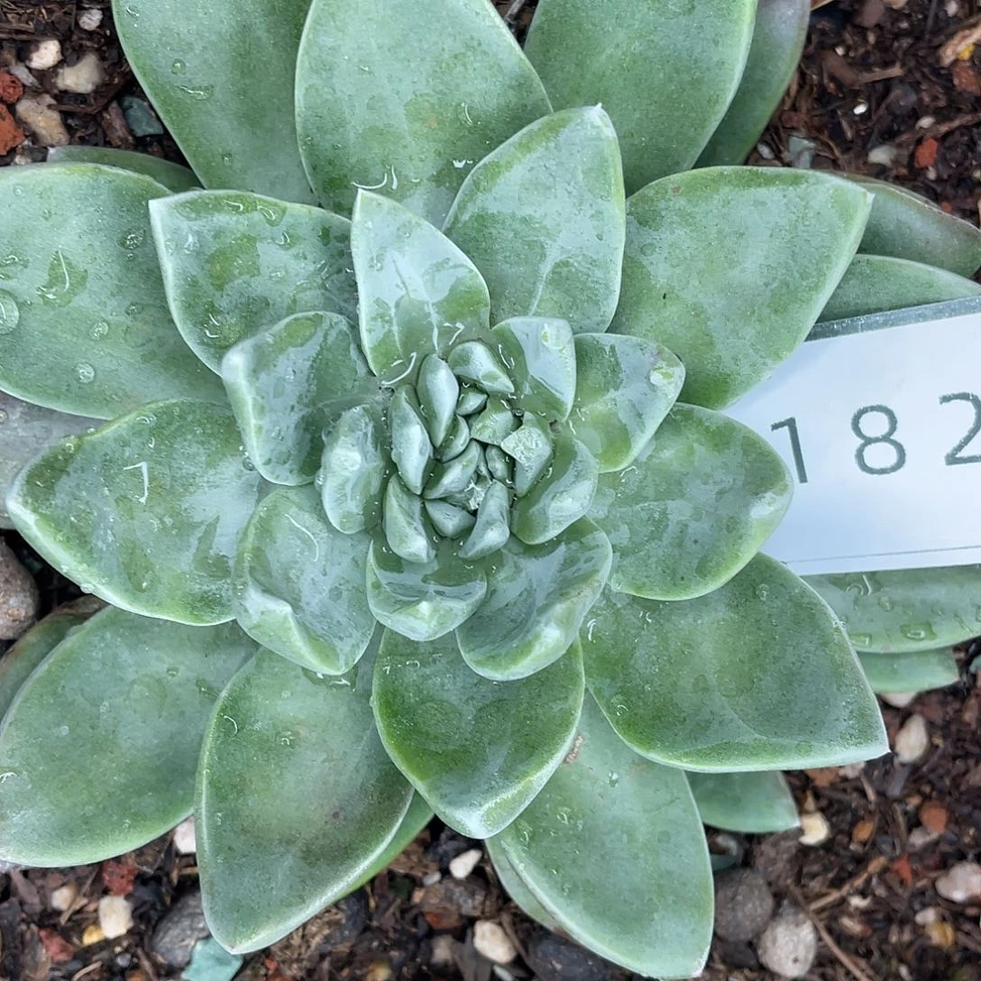 墨西哥大花朵11820