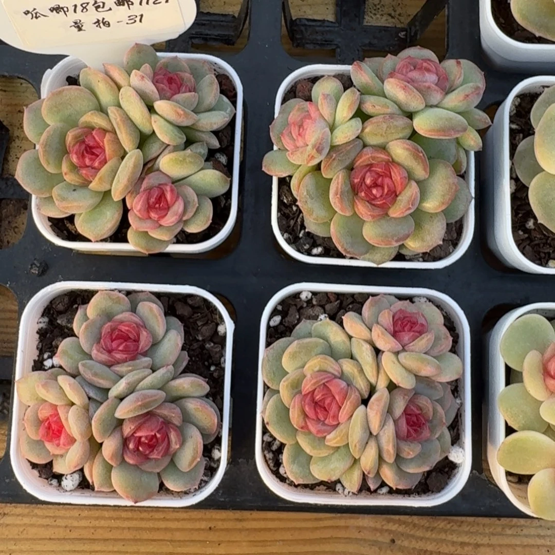 1127-031-琴心群一颗量拍