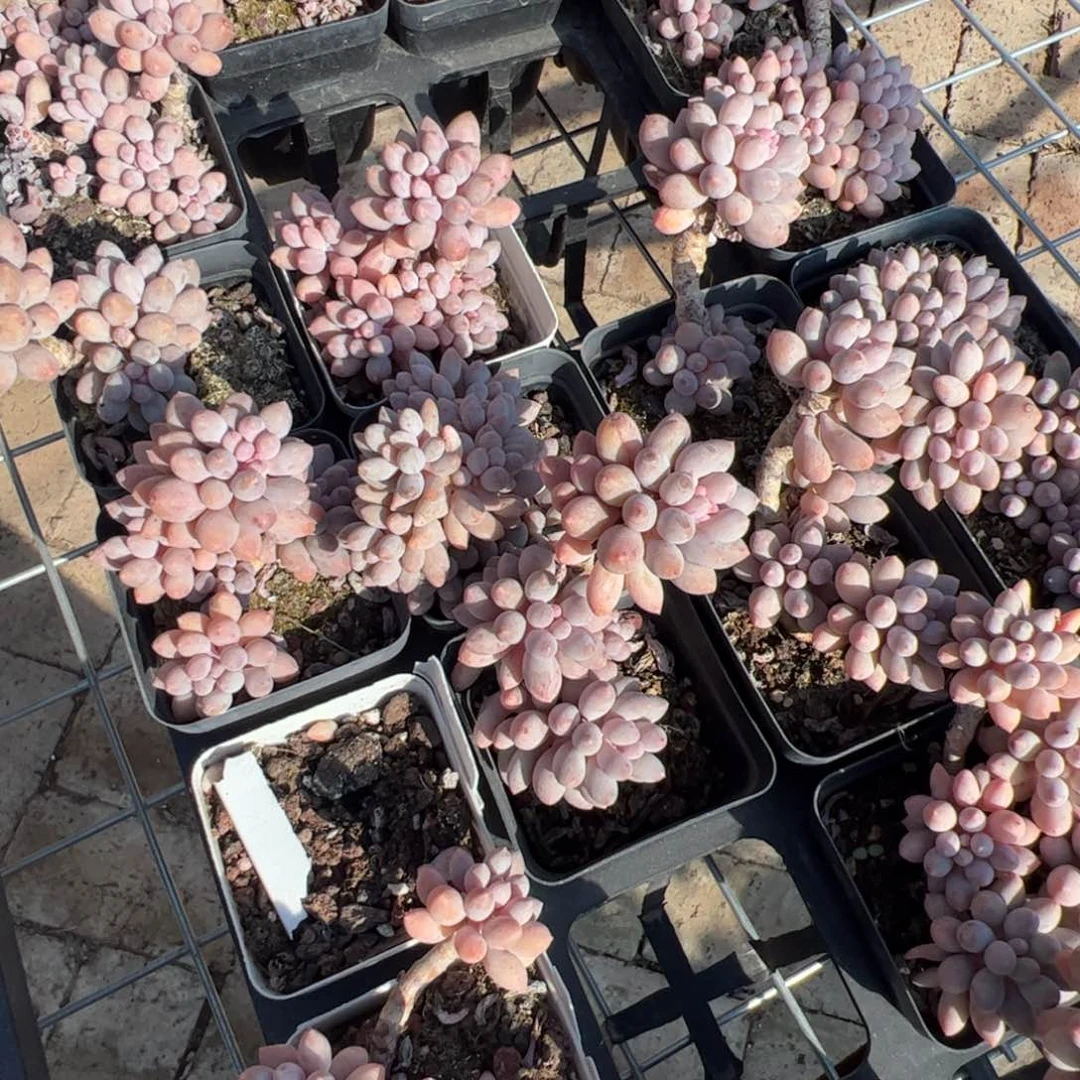 婴儿手指 满30包邮发货