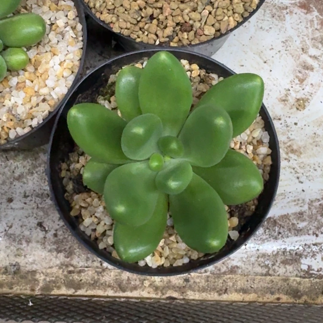 摩尔根 单头  一物一拍