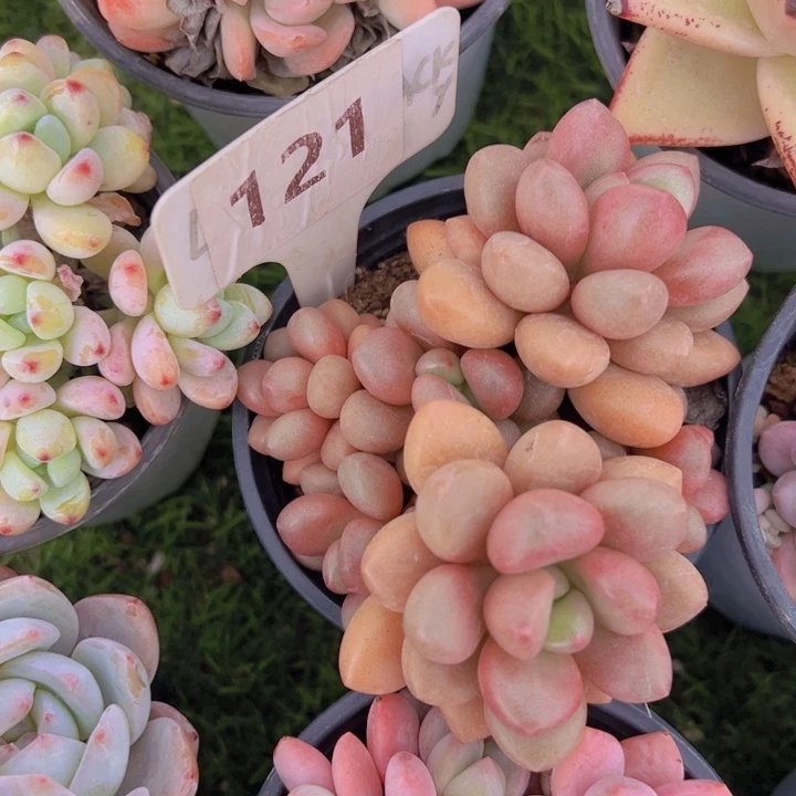 健健康康平平安安