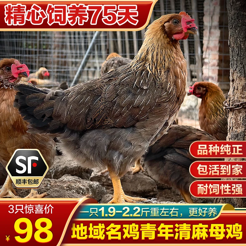 X【一只1.9-2.2斤左右】青年清麻母鸡 品种纯正 适应性强 不挑食a
