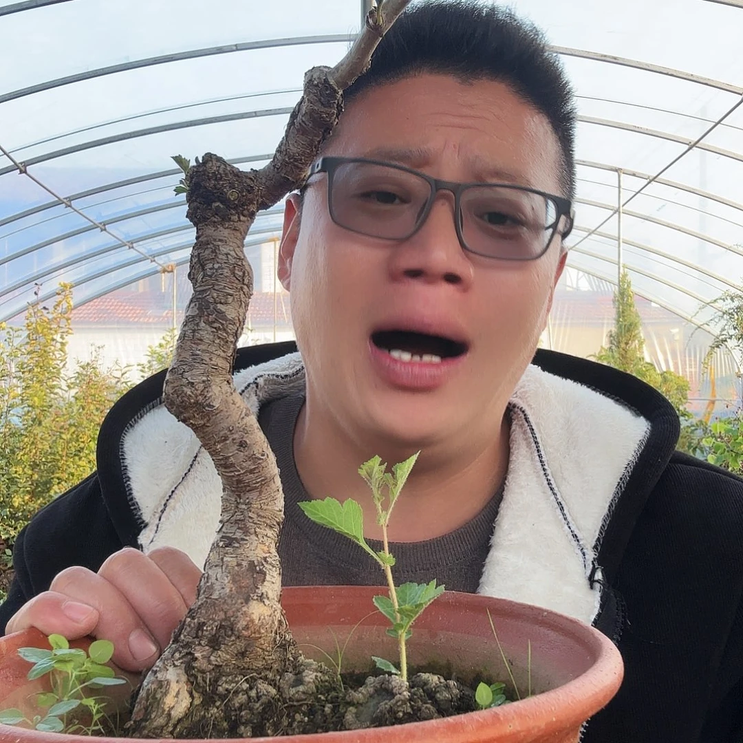 商***一当前无花朵，栽培后可花朵