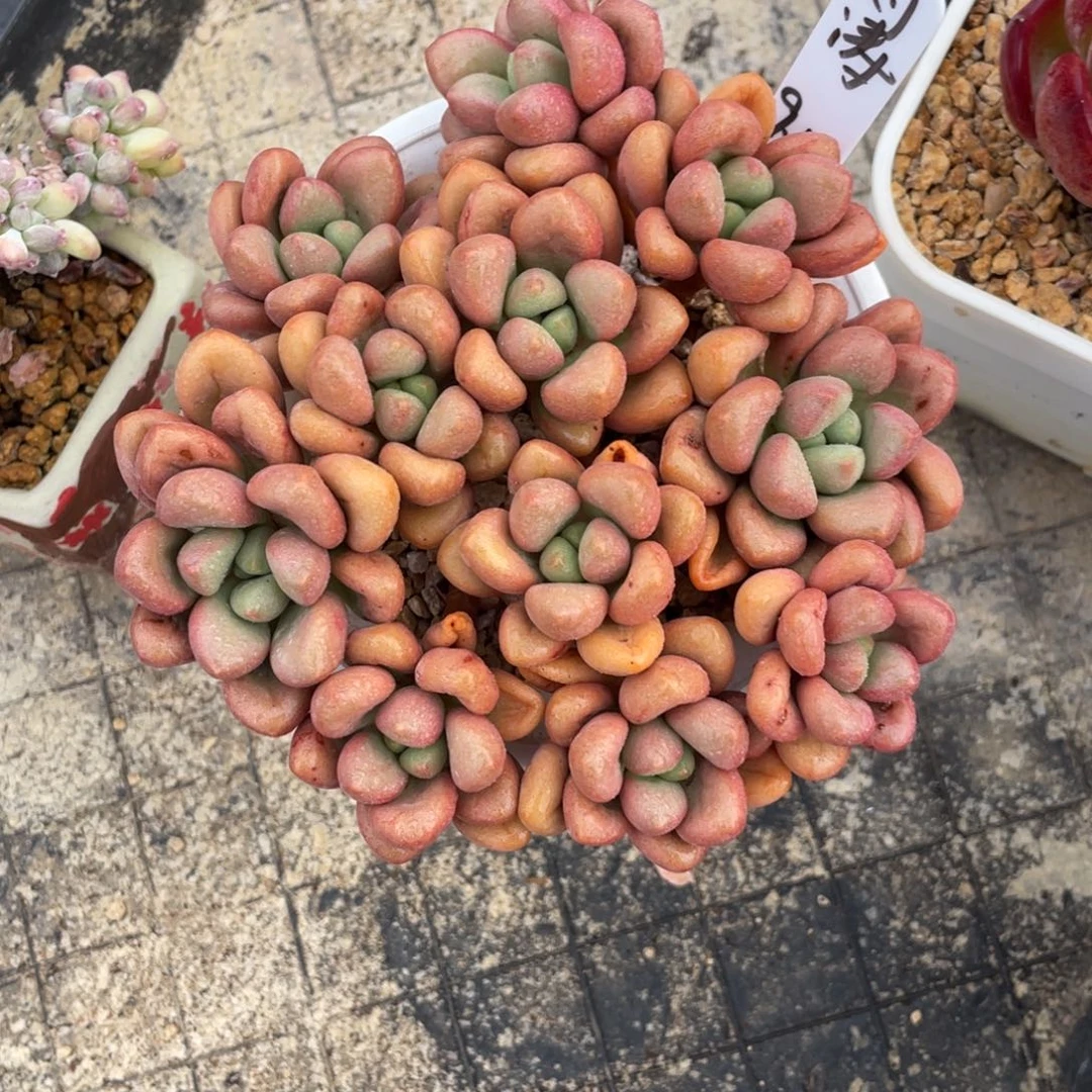 刘***涛一物一拍中通快递