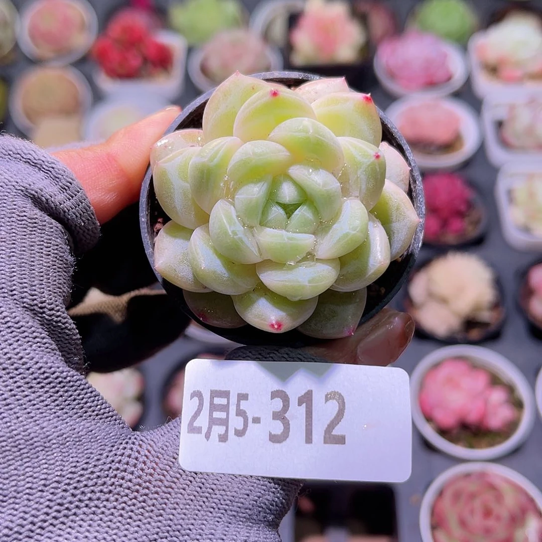 花05-312新品单头