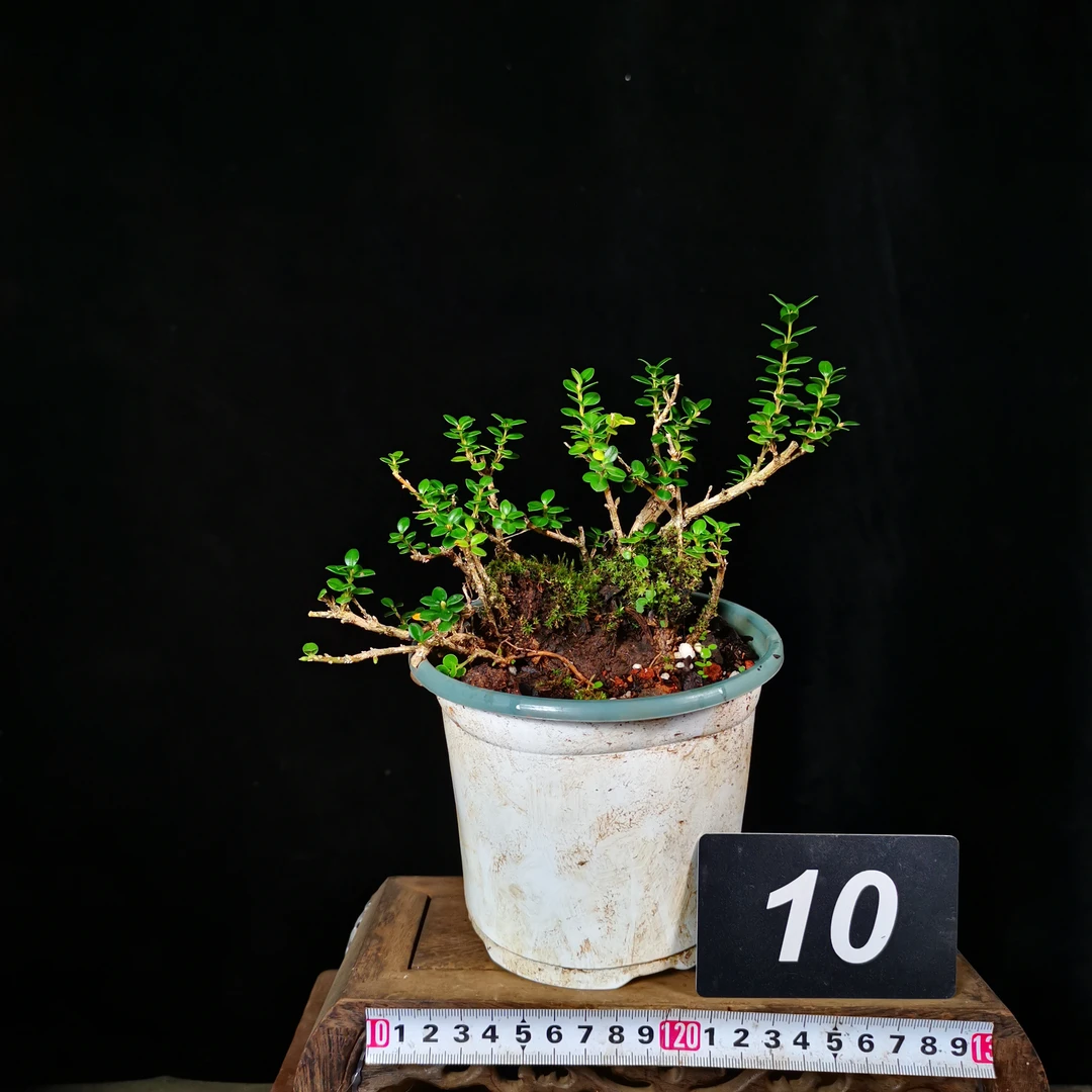 云南珍珠黄杨熟桩已长新根叶小光亮盆景一物一拍九顶山原产地直发