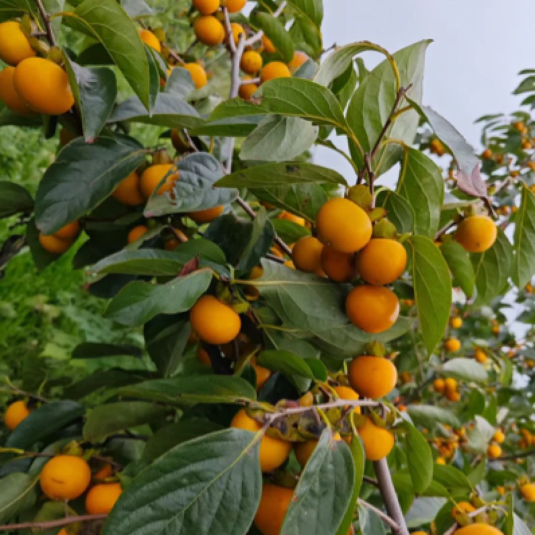 小果甜柿嫁接苗实生苗（裸根不包成活）