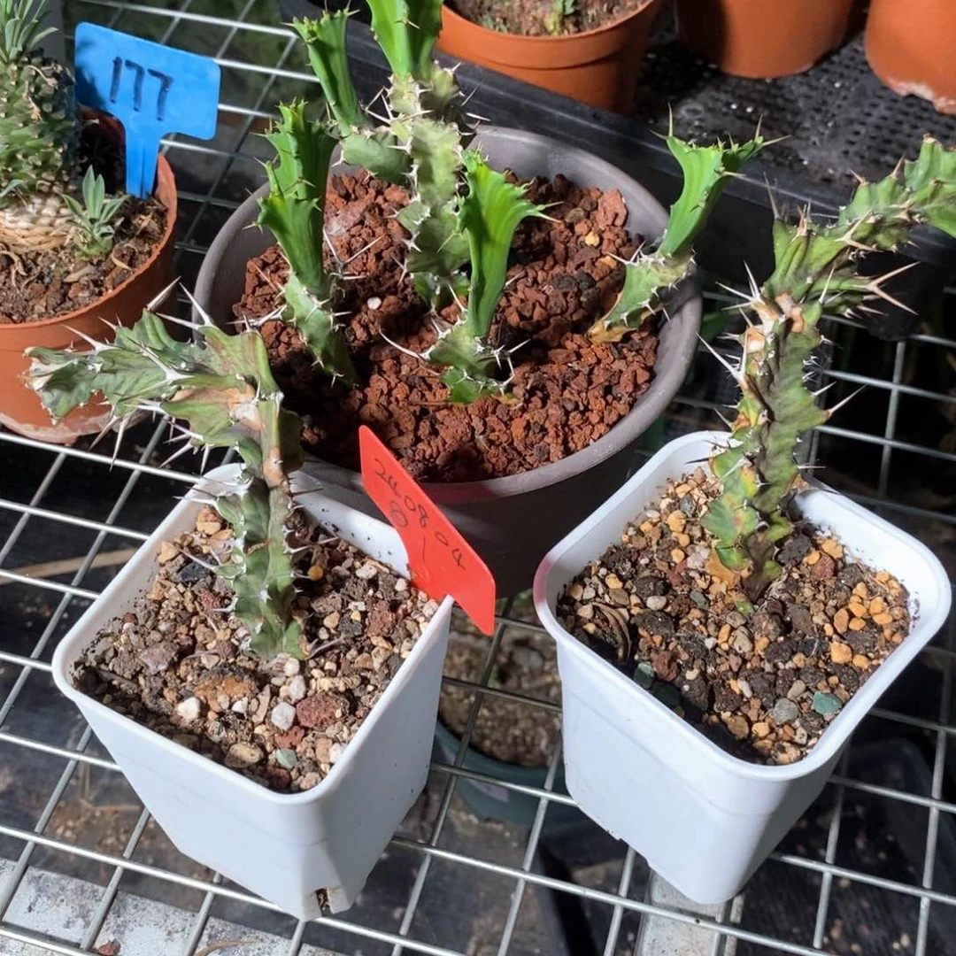 旋风麒麟大戟多肉植物八个