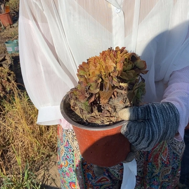 鬼***王821铜壶缀化老桩老桩