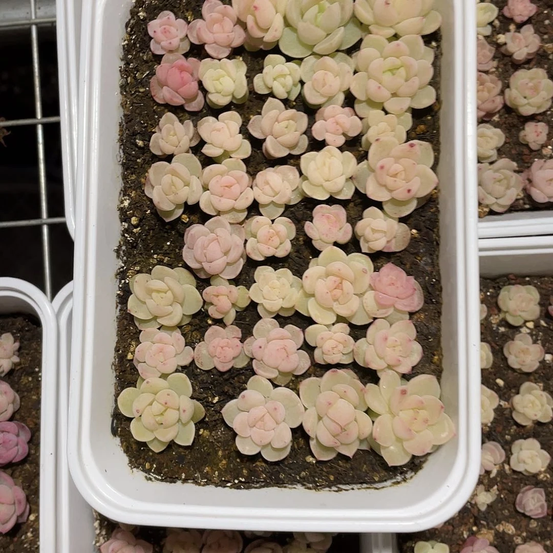 j***5珍妮混一物一拍300